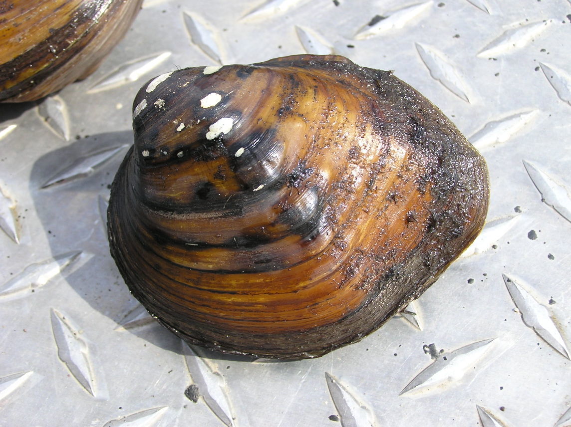 Sheepnose mussel